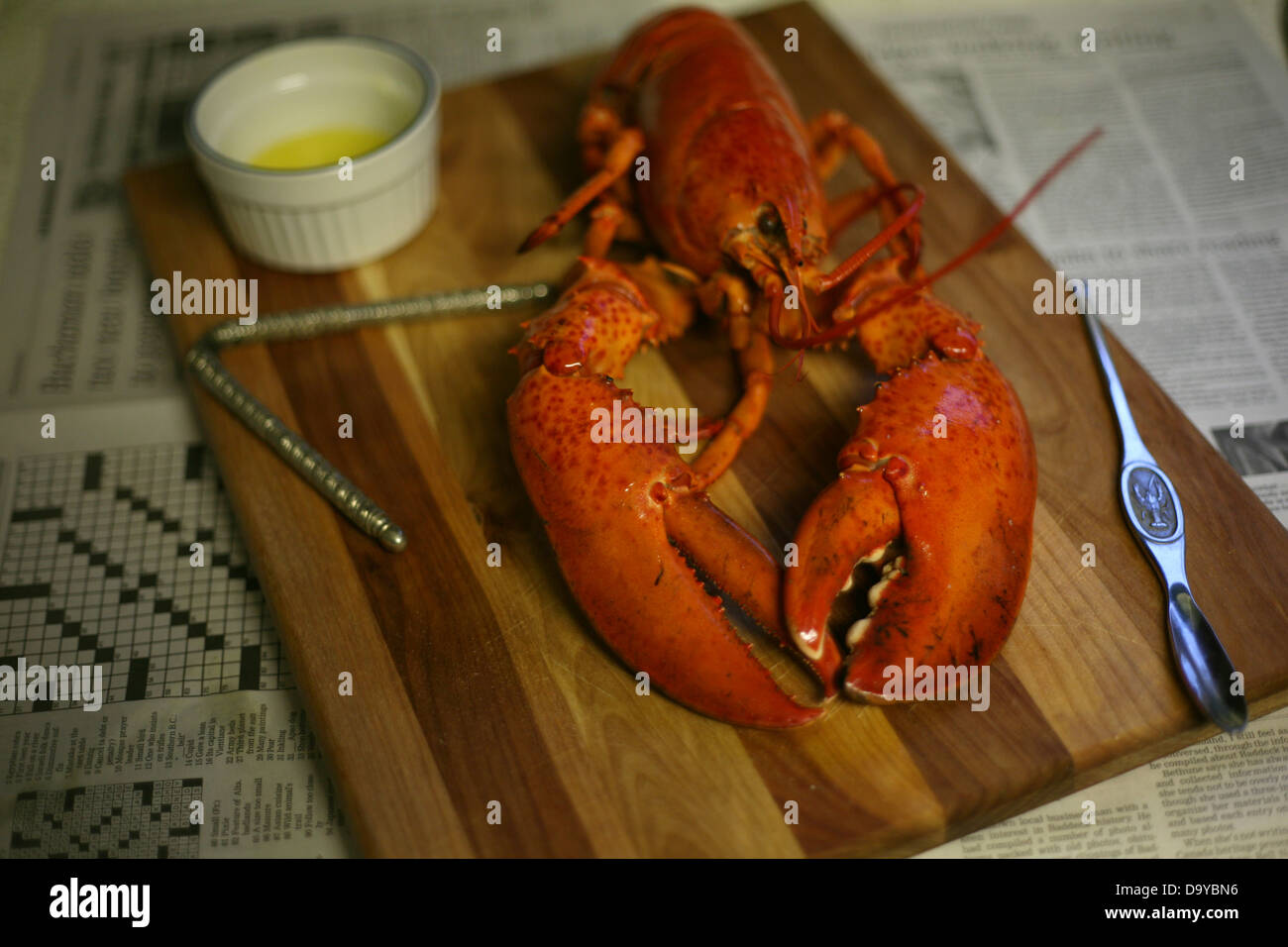 A Boiled Atlantic Canadian Lobster, Englishtown, Nova Scotia Stock
