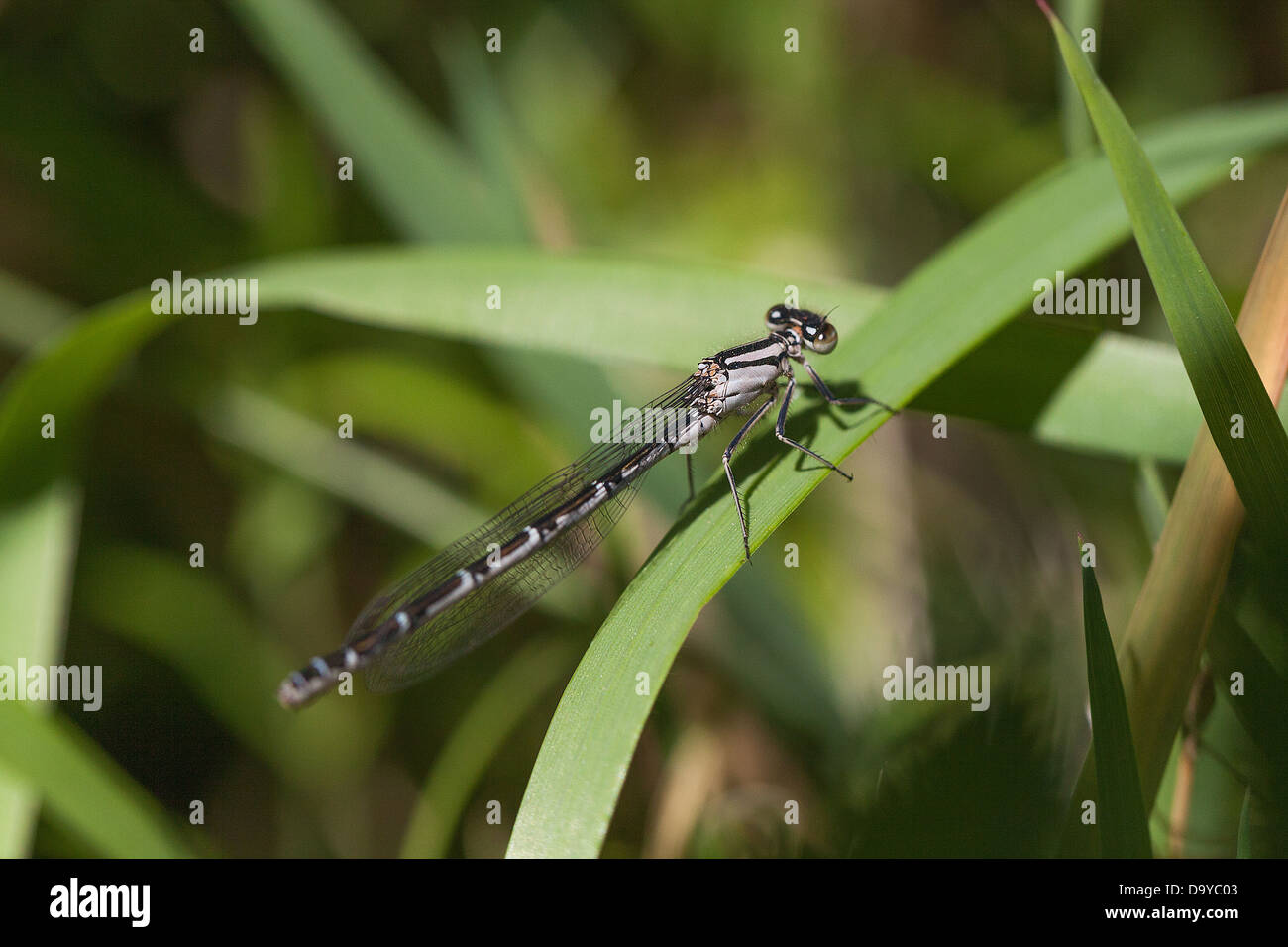 Common Blue Damselfly on a Reed Stock Photo