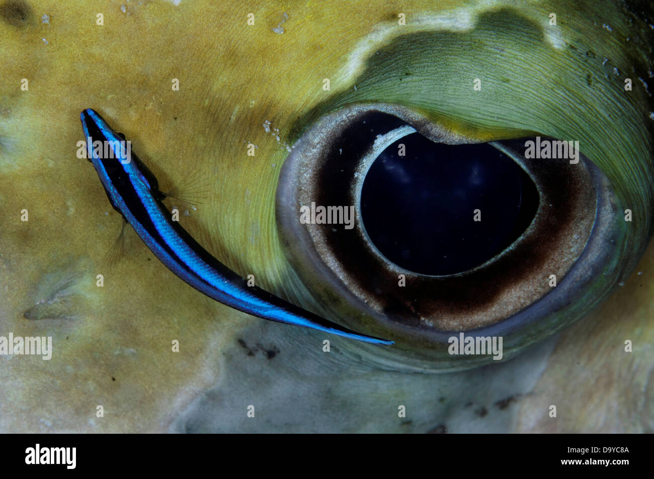 Detail of eye and cleaner wrasse of Black-Blotched Porcupinefish (Diodon liturosus), South Male Atoll, Maldives Stock Photo