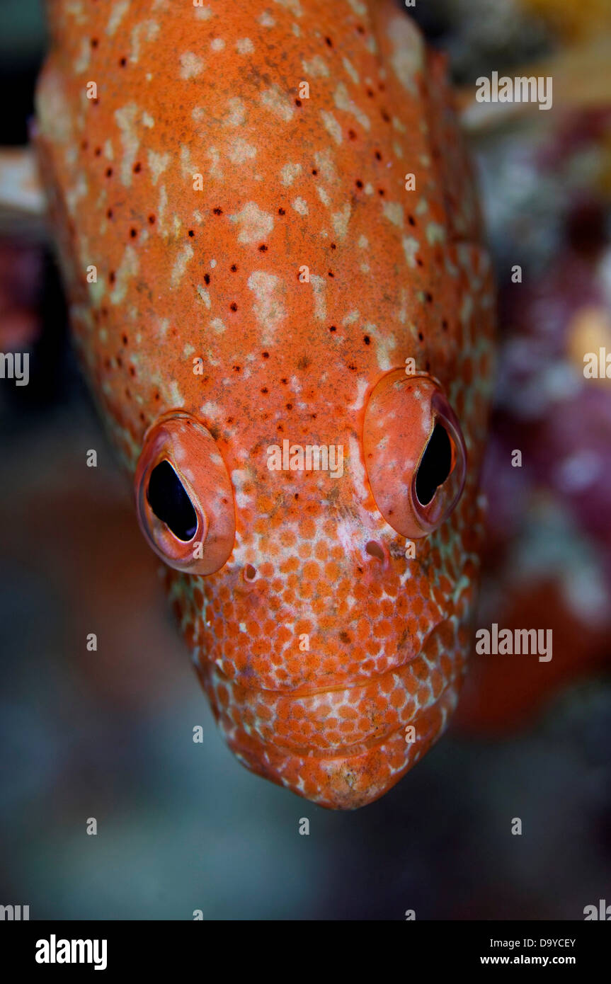 Close-up of downward view of head of Leopard grouper (Cephalopholis leopardus), South Male Atoll, Maldives Stock Photo