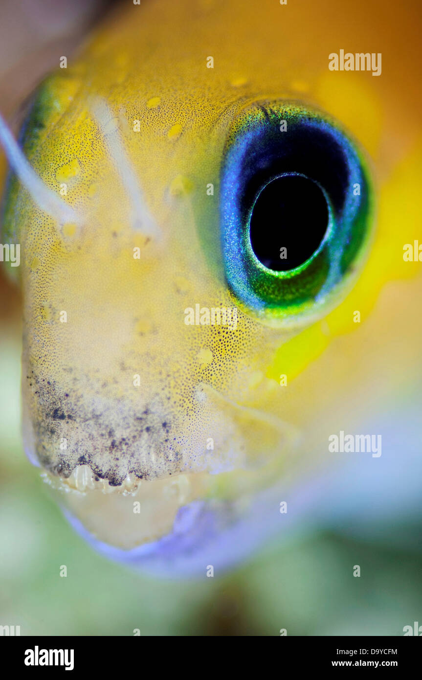 Close-up of a Midas blenny (Ecsenius midas), South Male Atoll, Maldives Stock Photo