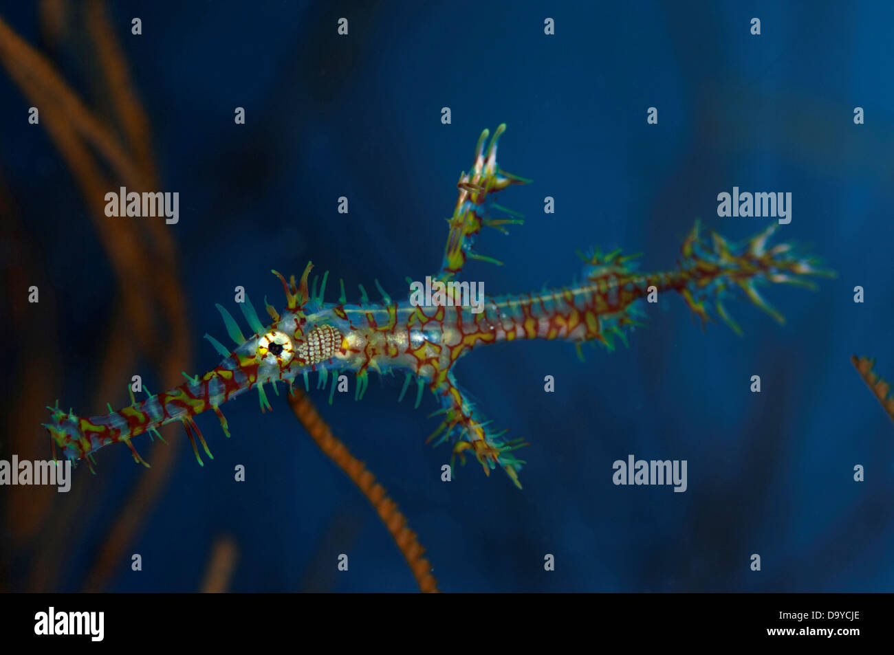 Close-up of Ornate Ghost Pipefish (Solenostomus paradoxus) Floating ...