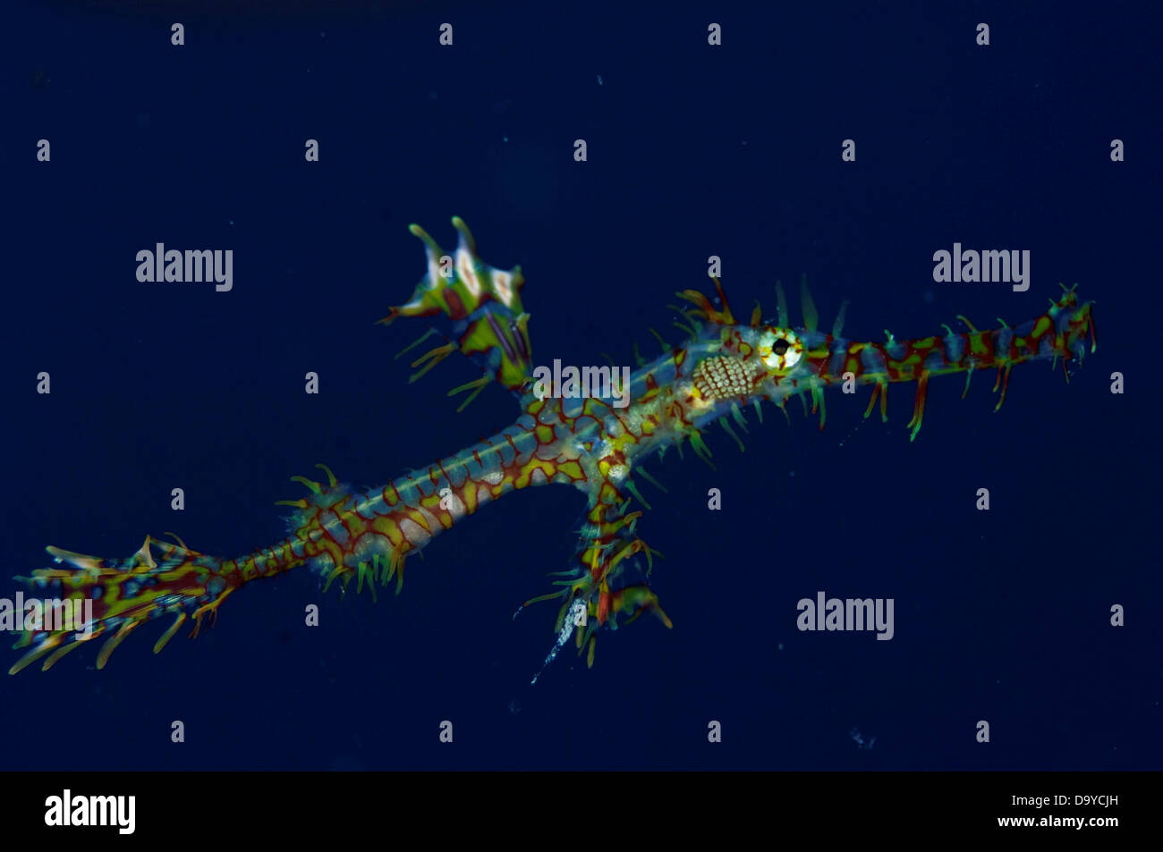 Harlequin ghost pipefish underwater photography hi-res stock ...