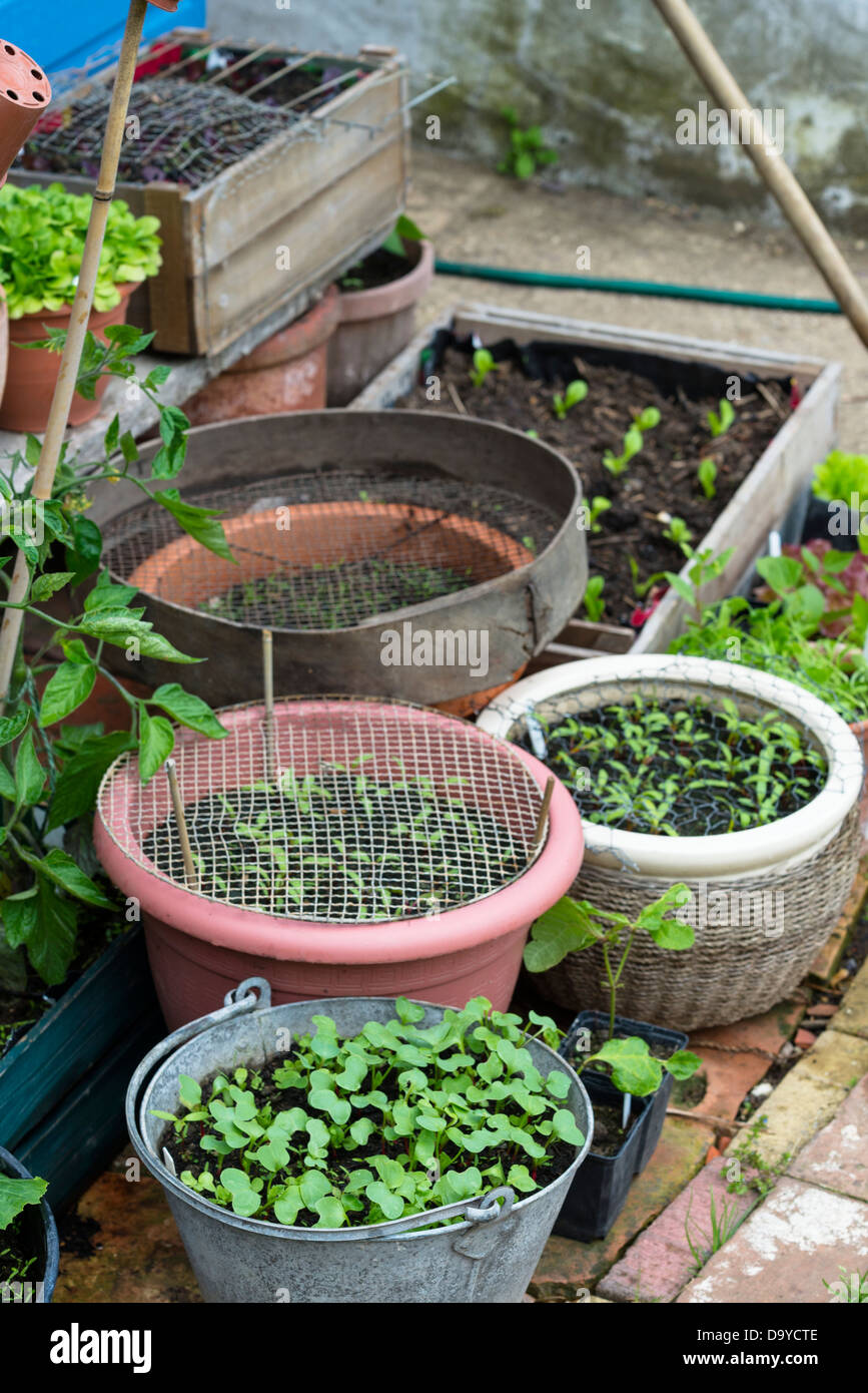 Various pots and containers containing seeding vegetables, some covered with wire mesh for bird protection, Norfolk, England. Stock Photo