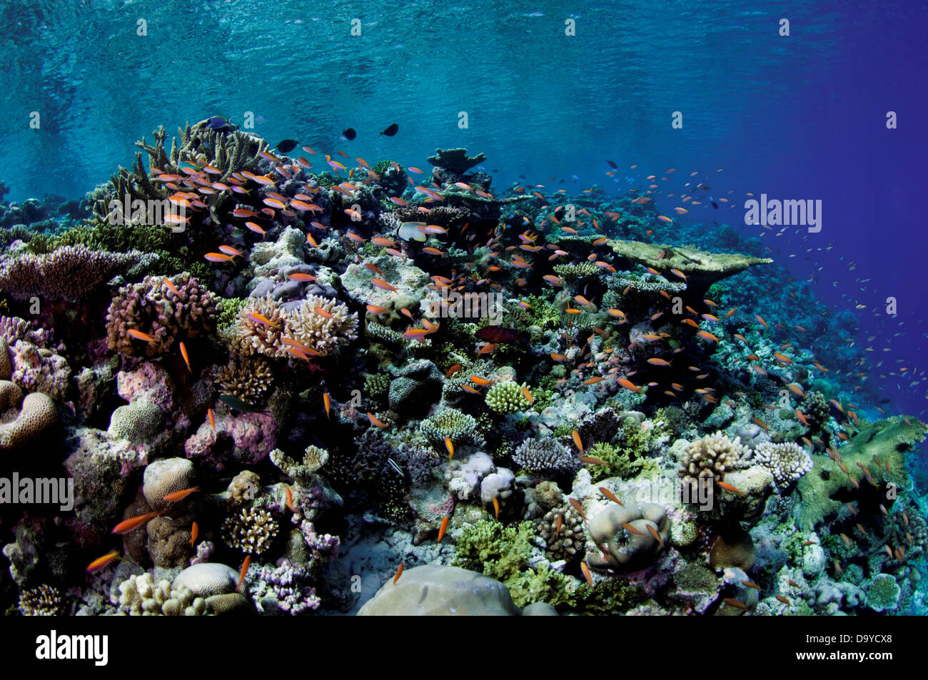Threadfin basslet (Nemanthias carberryi) schooling over coral reef, Gaafu Alifu Atoll, Maldives Stock Photo