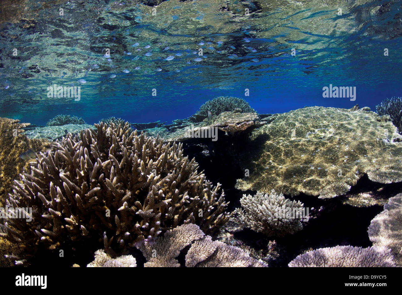 Table coral (Acropora sp.) formations on shallow reef top