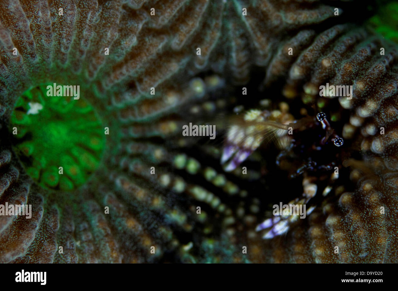 Coral hermit crab (Paguritta harmsi) living in hard coral, Gaafu Alifu