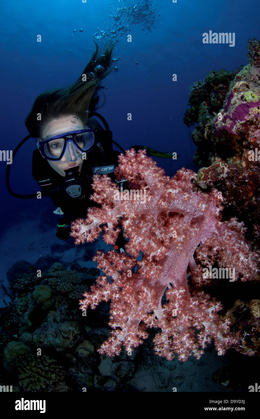 Scuba Diver Looking At A Pink Dendronephthya Soft Coral On Wall, Vaavu ...