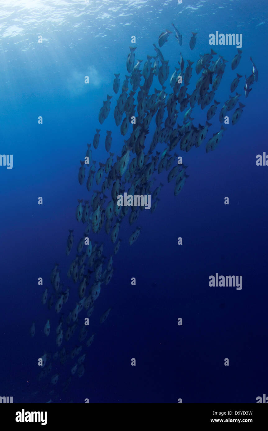 School of Two-spot red snappers (Lutjanus bohar) swimming downwards, Vaavu Atoll, Maldives Stock Photo