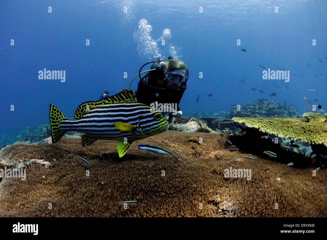 Scuba diver watching an Oriental sweetlips (Plectorhinchus vittatus) being cleaned over large table coral, Vaavu Atoll, Maldives Stock Photo