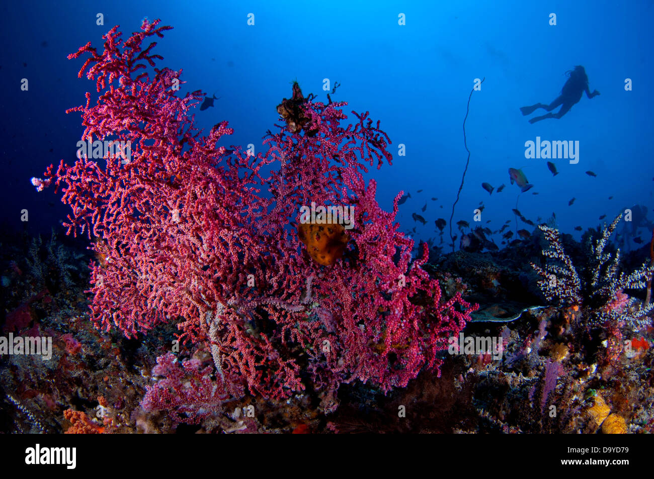 SEa Fan, Muricella Sp., close up of colourful coral in reef with diver, Nusa Lembongan, Bali, Indonesia Stock Photo