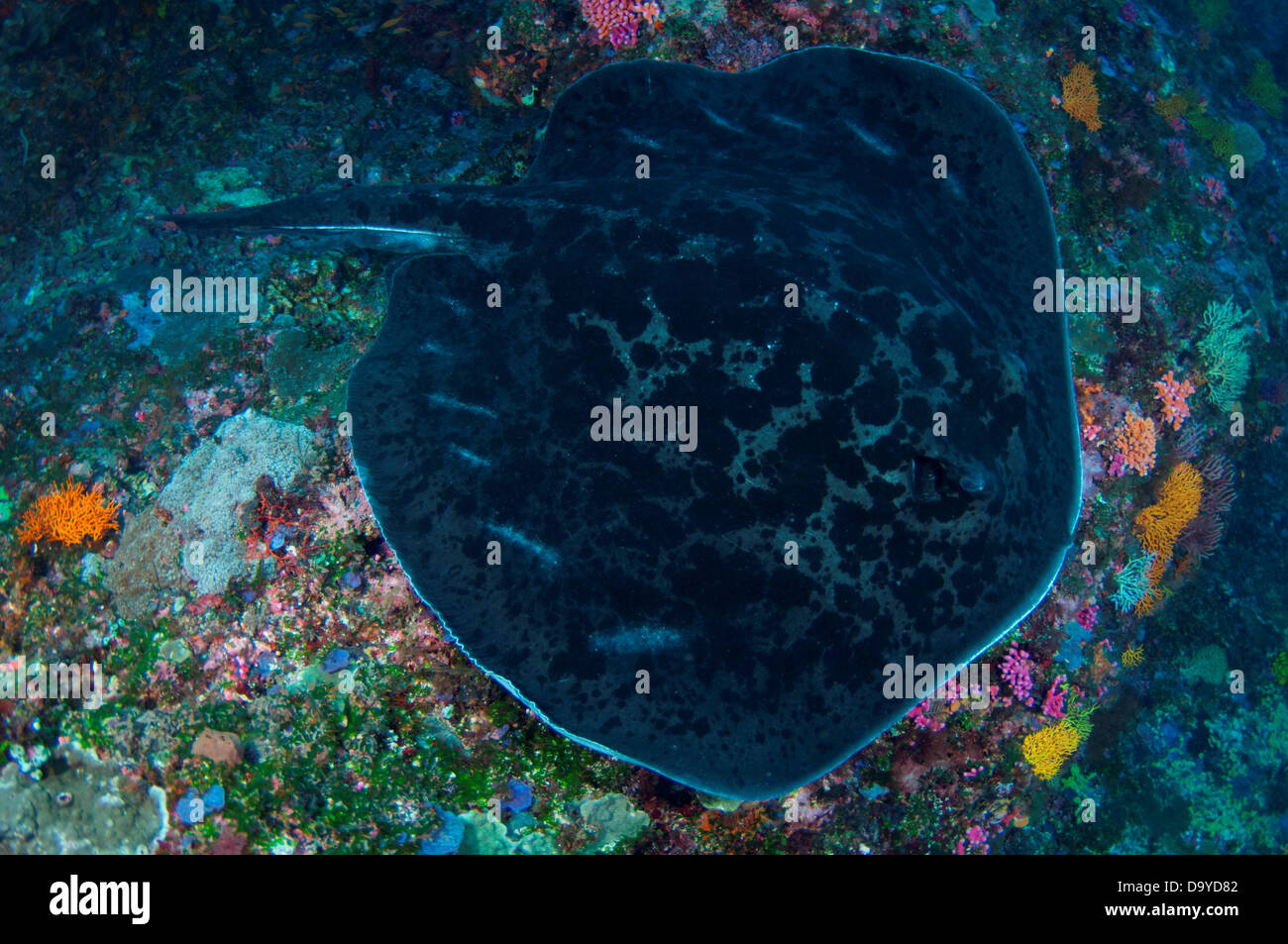 Marble stingray hi-res stock photography and images - Alamy
