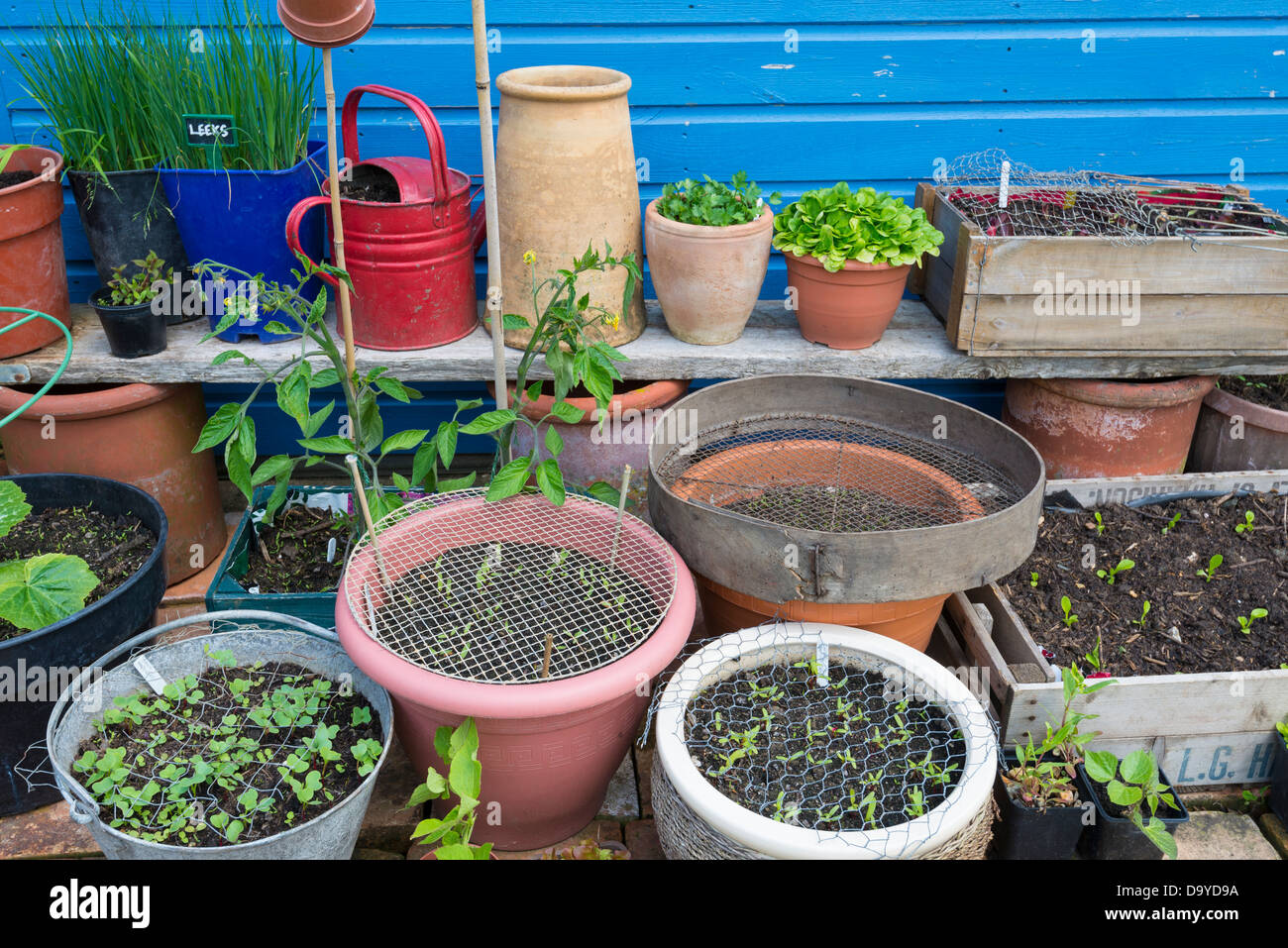 Various pots and containers containing seeding vegetables, some covered with wire mesh for bird protection, Norfolk, England. Stock Photo