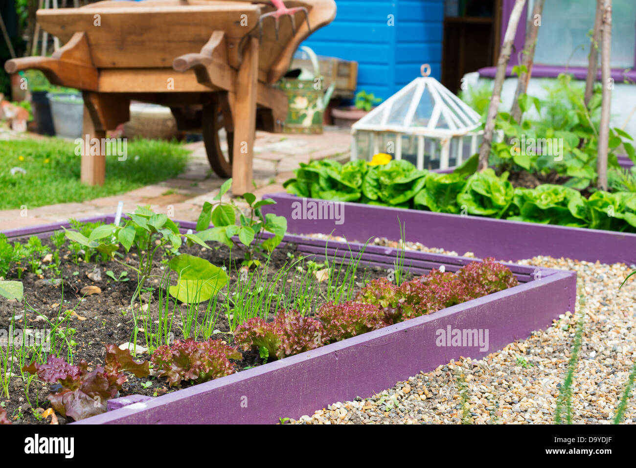 Early summer garden with brightly painted raised beds with shingle path, Norfolk, England, June. Stock Photo