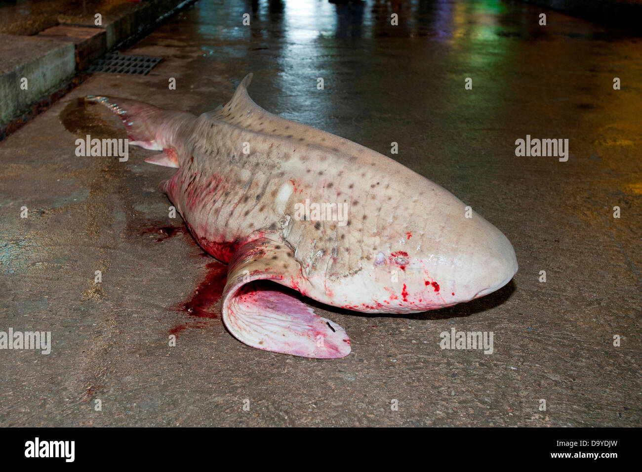 Slaughtered Zebra shark (Stegostomata fasciatum) on floor, Brunei Stock Photo