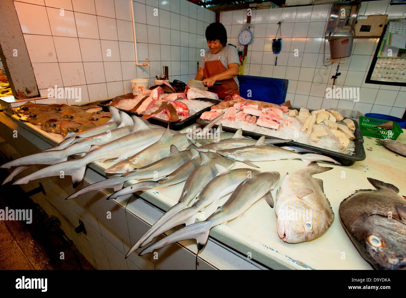 Blacktip reef sharks (Carcharhinus melanopterus) in fish market, Brunei ...