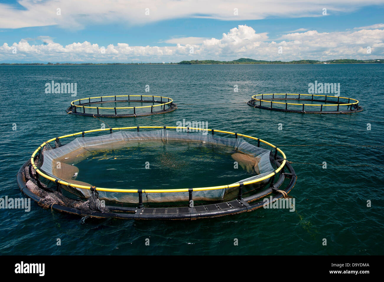 Floating nets in an Offshore cage culture where fish are bred for sale in  the markets, Brunei Stock Photo - Alamy