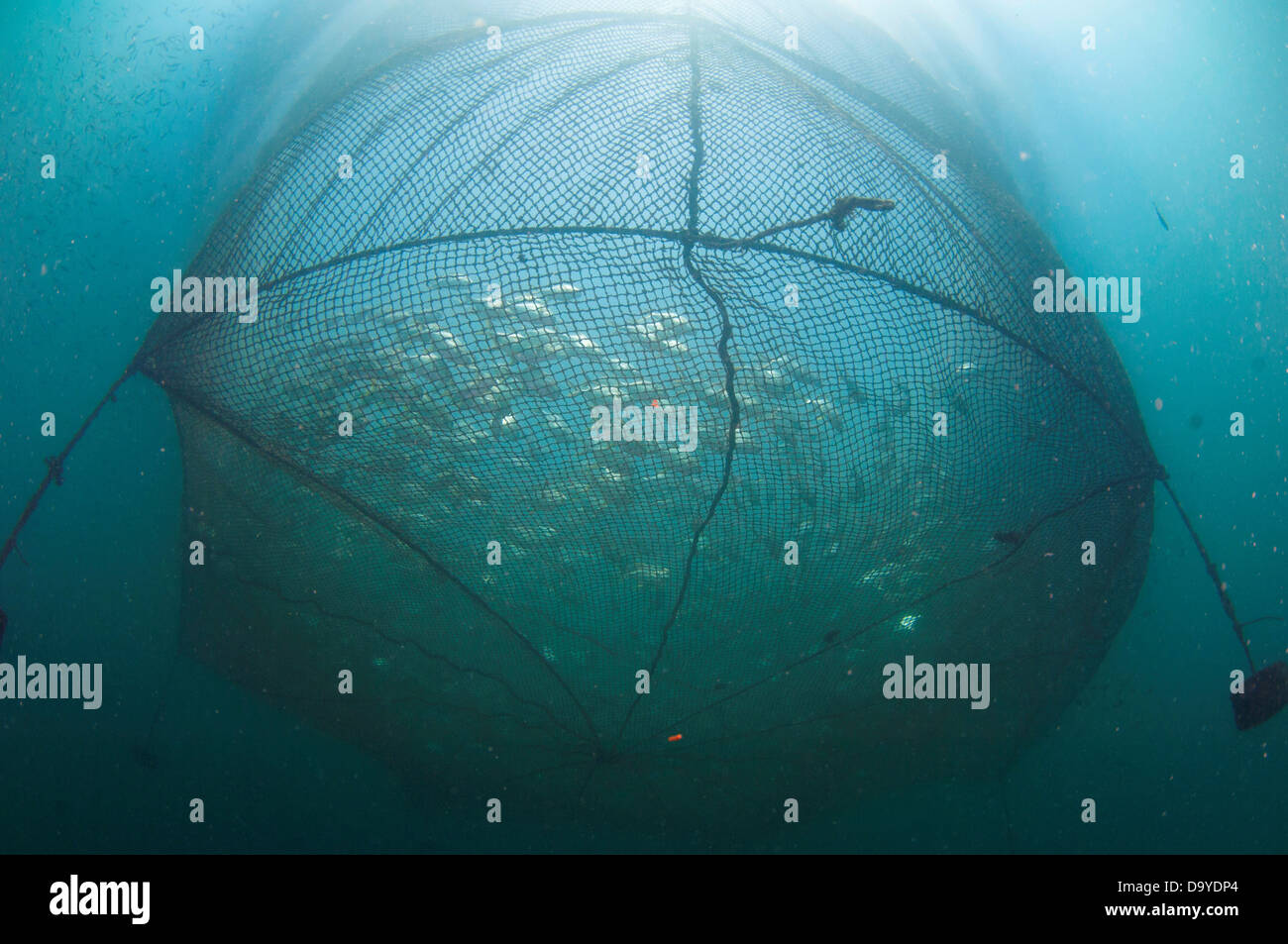 Offshore cage culture floating nets, here many varieties of fish are