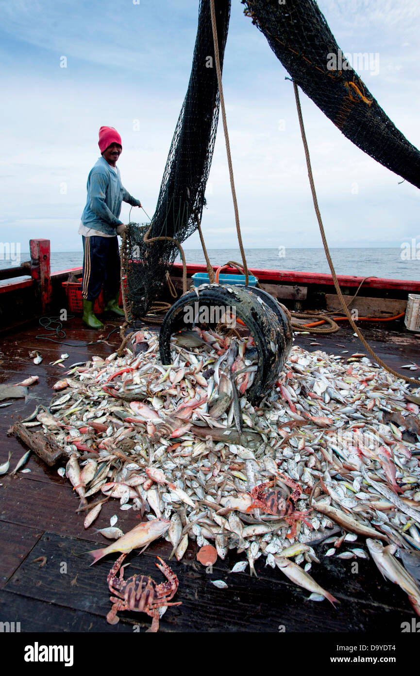 Fish being brought aboard for sorted and stowed away on deck, Brunei Stock Photo