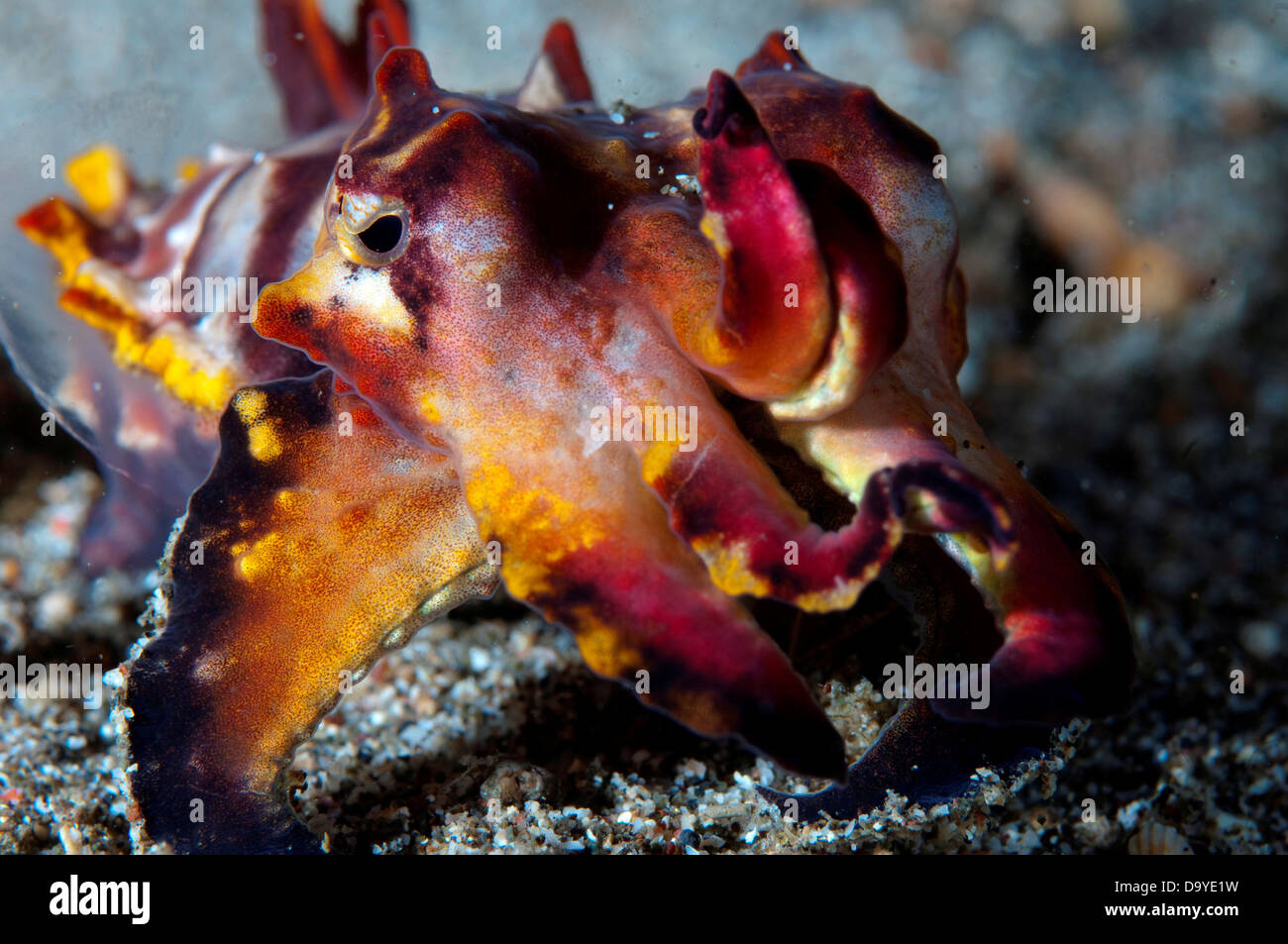 Flamboyant Cuttlefish, Metasepia pfefferi, Colse up in natural colours ...