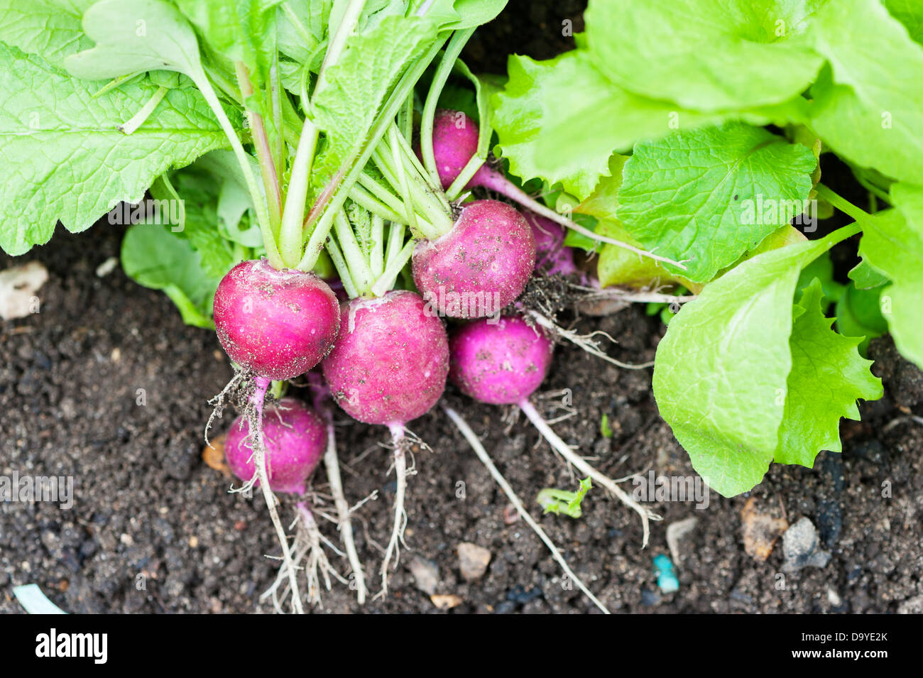 Freshly pulled radishes, 'Amethyst', Norfolk, England, June Stock Photo