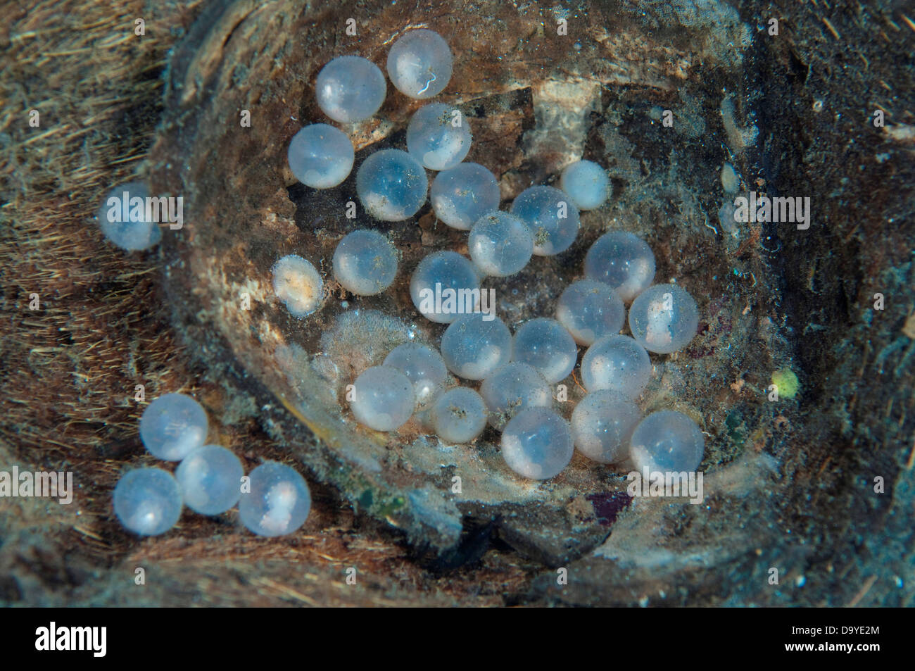 Flamboyant Cuttlefish, Metasepia pfefferi, Eggs in coconut shell, Lembeh Strait, Sulawesi, Indonesia Stock Photo