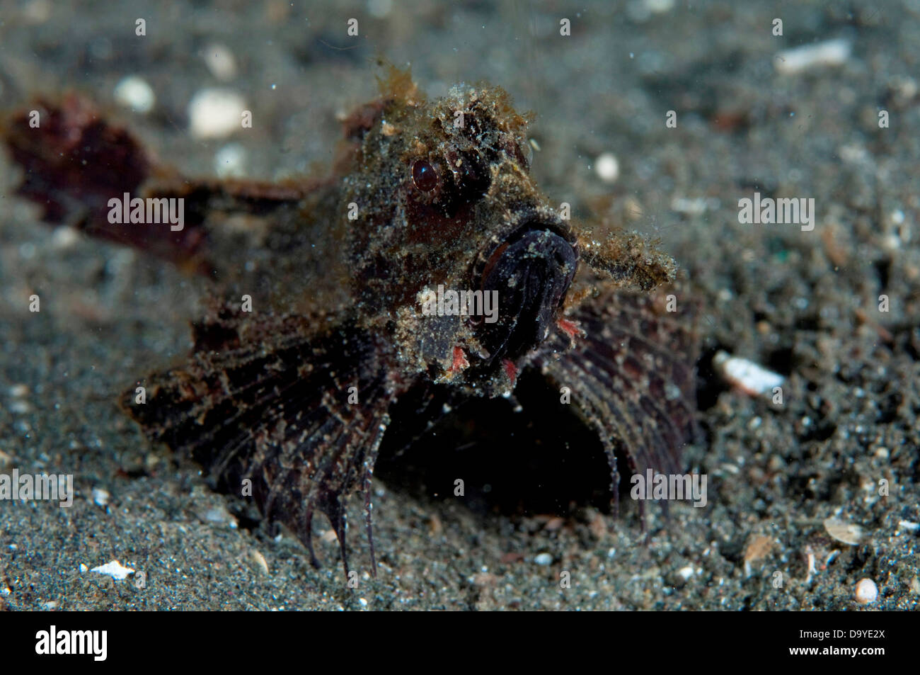 Juvenile Ambon Scorpionfish, Pteroidichthys amboinensis, Front shot with no eyebrows, Lembeh Strait, Sulawesi, Indonesia Stock Photo