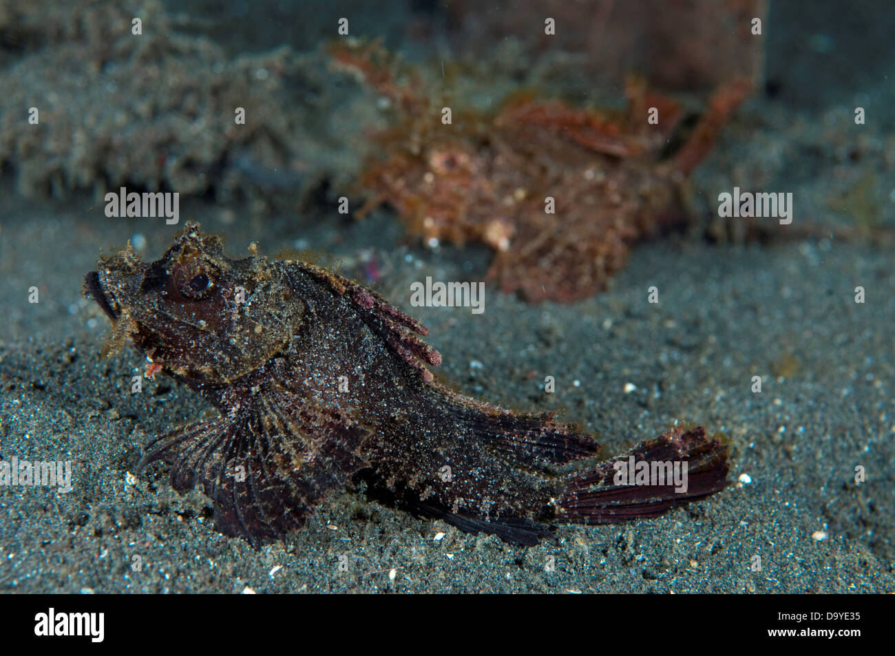 Juvenile Ambon Scorpionfish Pteroidichthys amboinensis Side on view with another in background Lembeh Strait Sulawesi Indonesia Stock Photo