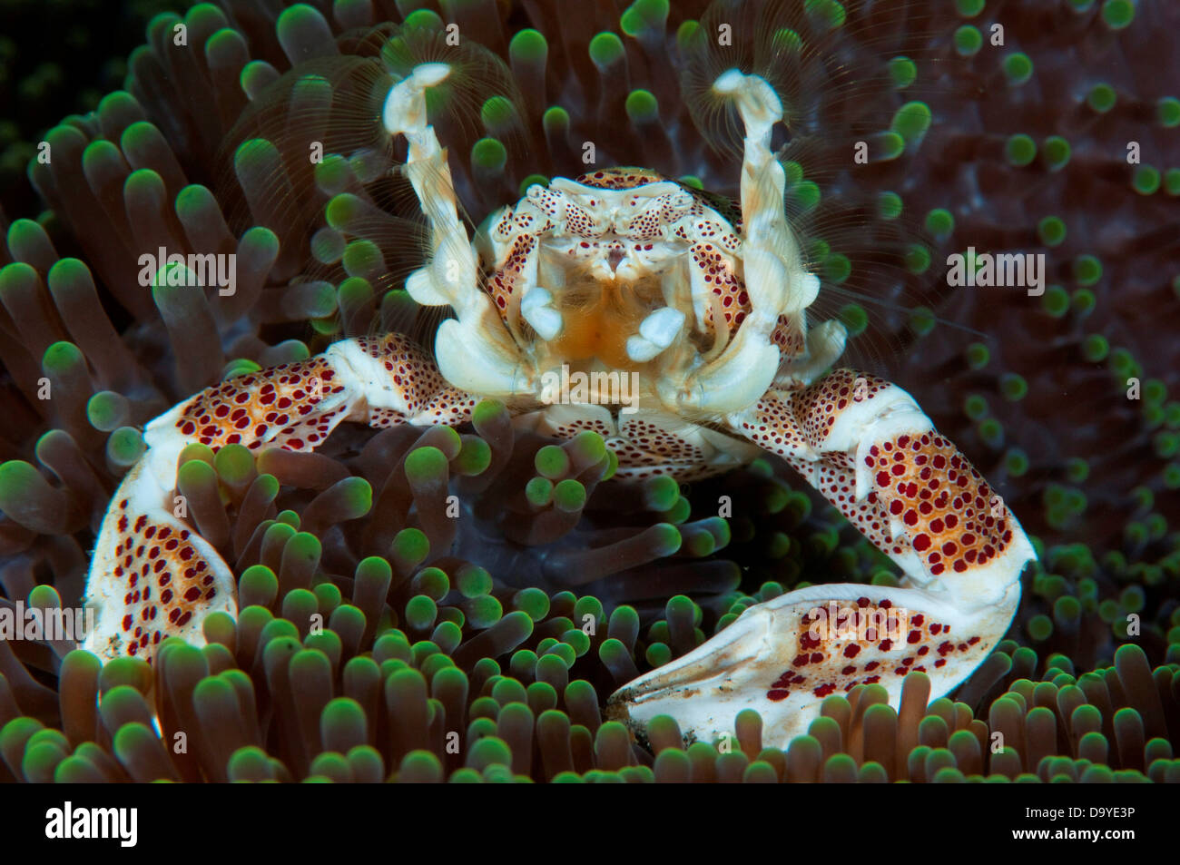 Porcelain Crab, Neopetrolisthes oshimai, On Anemone feeding, Lembeh Strait, Sulawesi, Indonesia Stock Photo