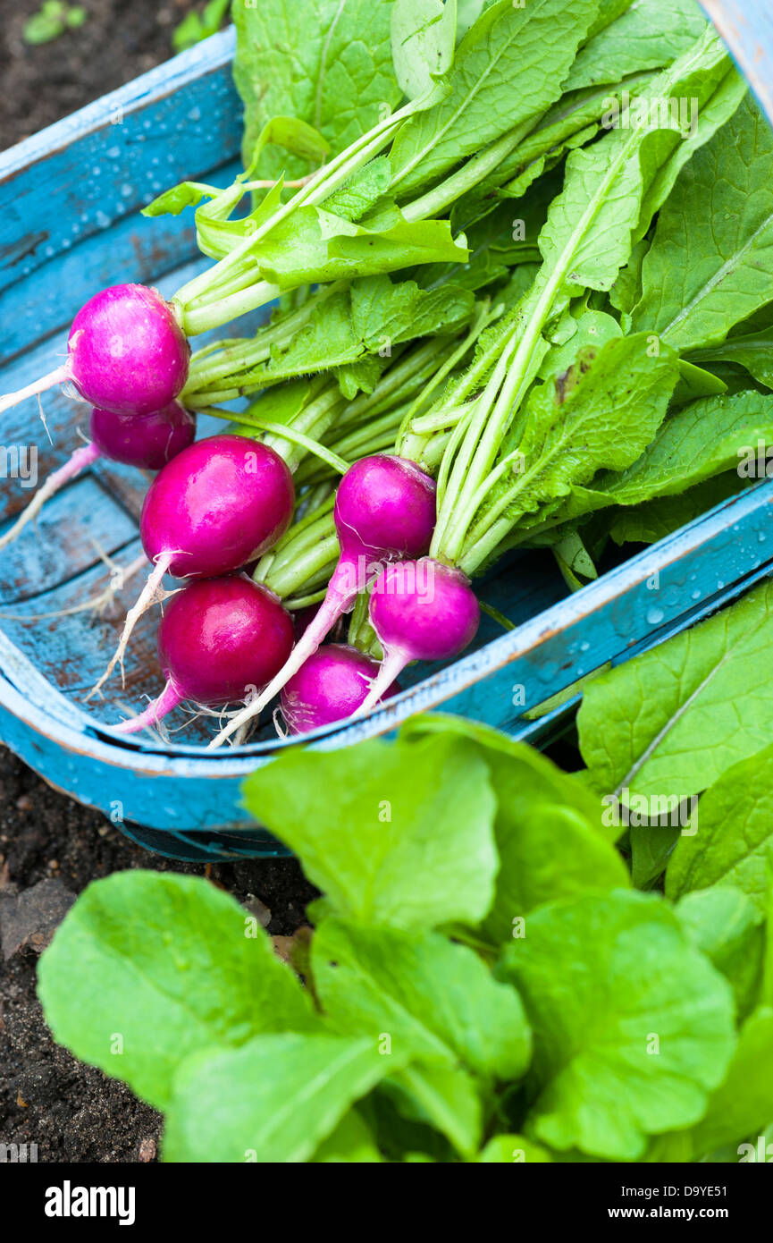 Freshly pulled radishes, 'Amethyst', in blue trug, Norfolk, England, June Stock Photo