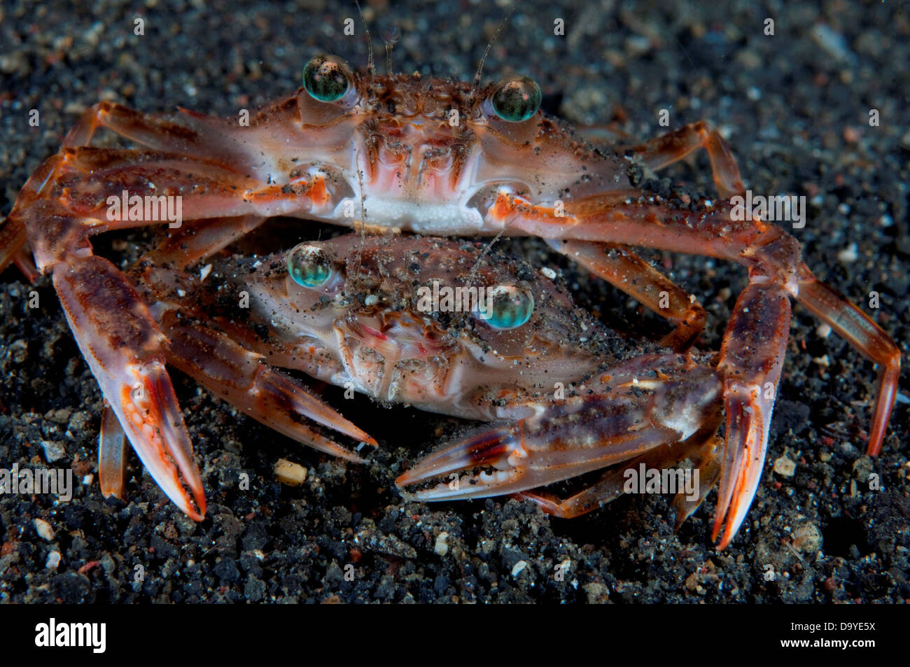 Swimming crab (Thalamita sp.) pair mating on black sand, Lembeh Strait, Sulawesi, Indonesia Stock Photo