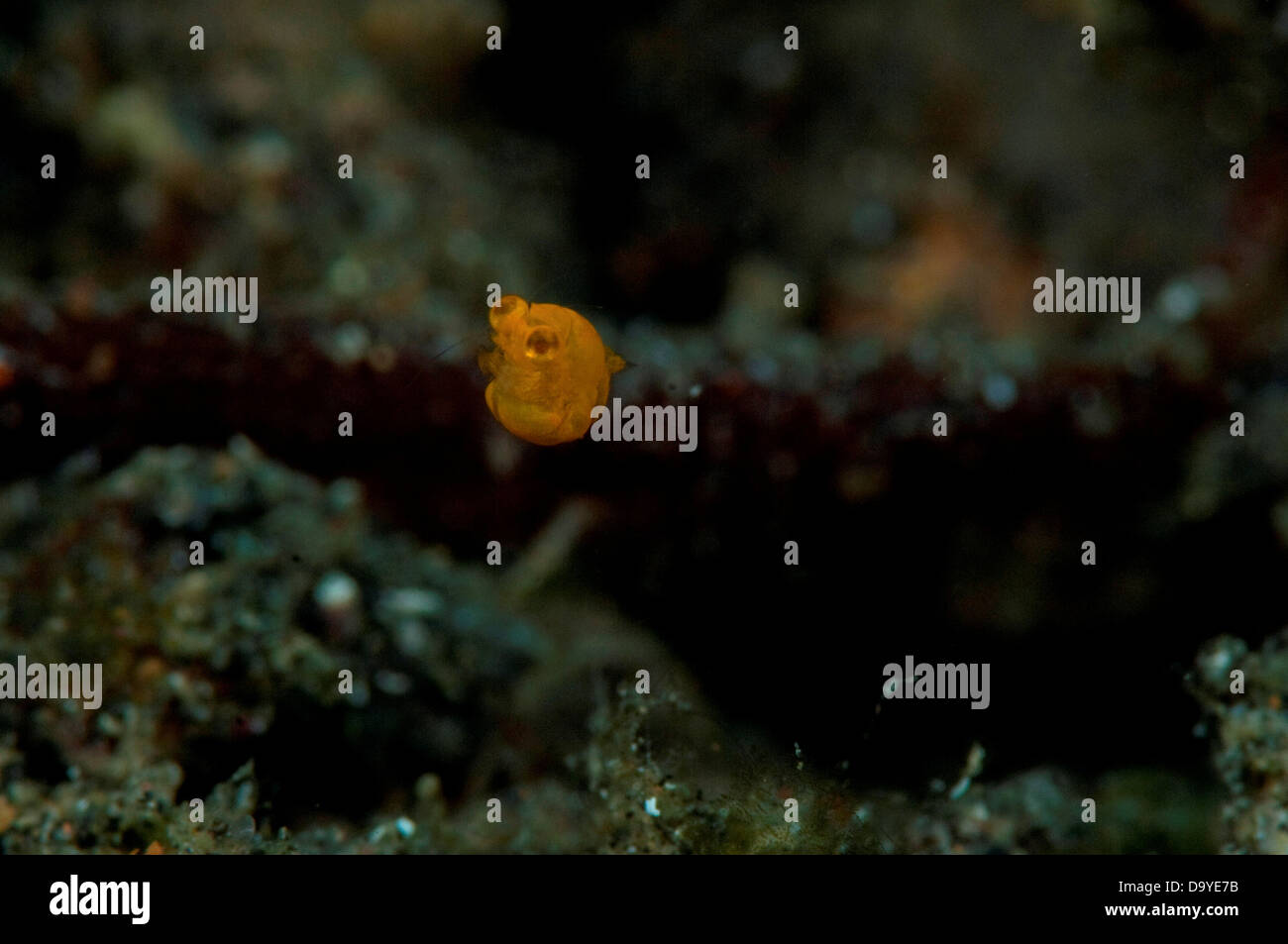 Crustacean larvae (Crustacea) swimming above black sand, Lembeh Strait, Sulawesi, Indonesia Stock Photo