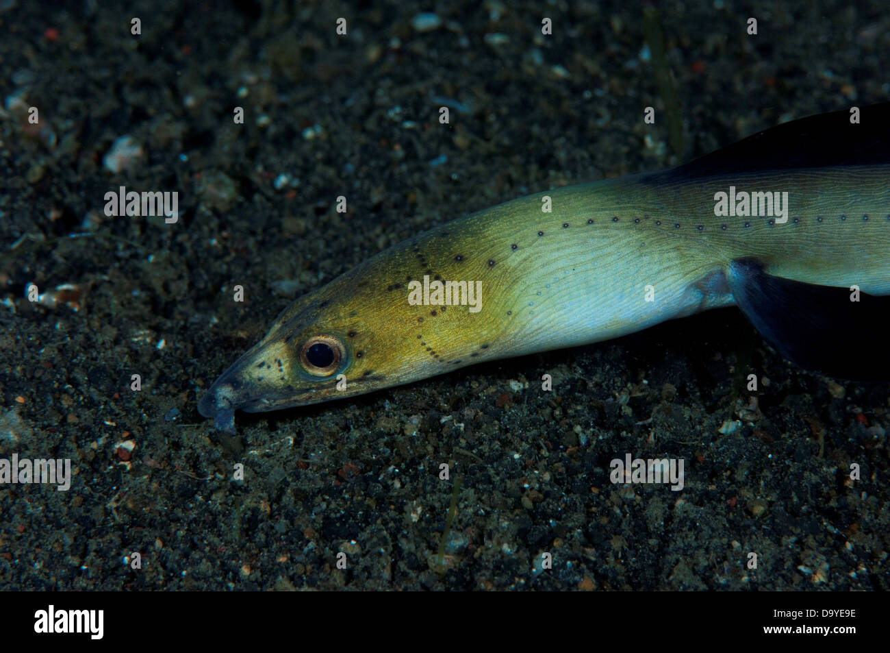 Black Finned Snake eel (Ophichthus melanochir) searching over black ...