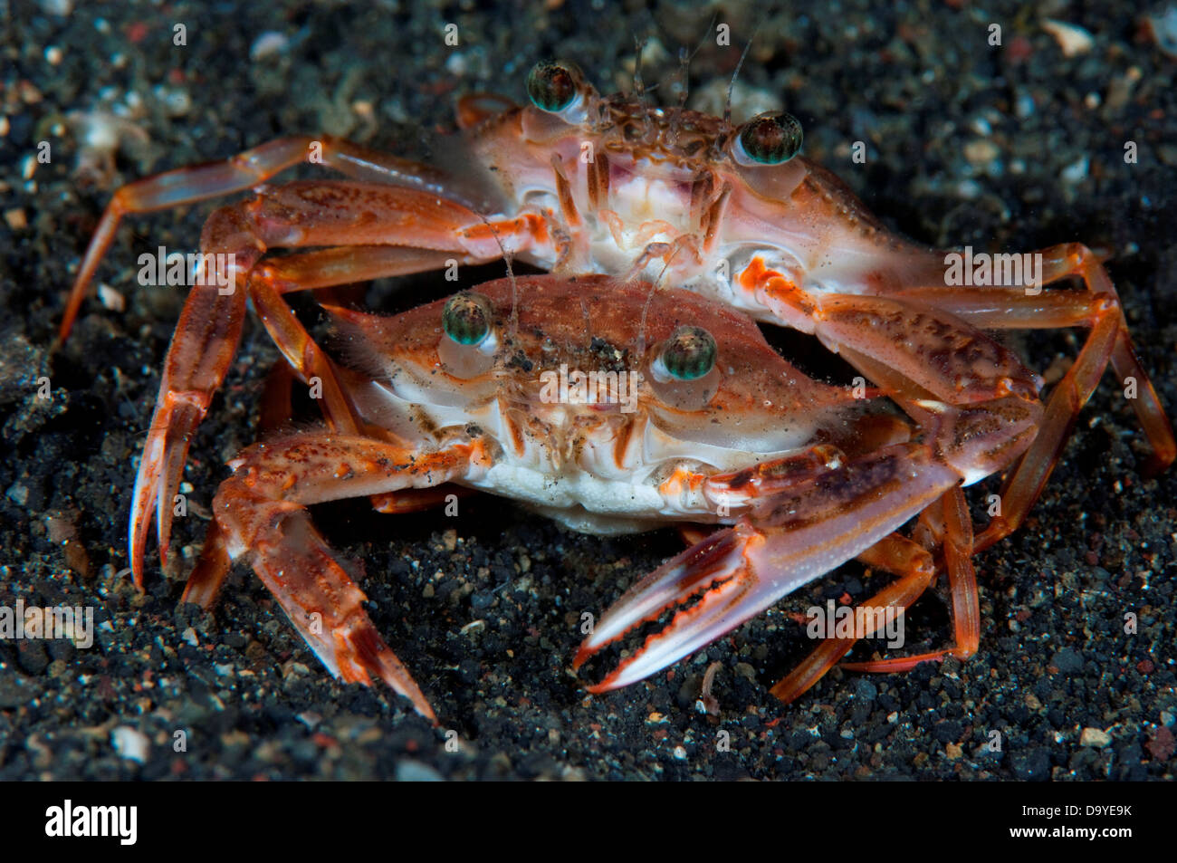 Swimming crab (Thalamita sp.) pair mating on black sand, Lembeh Strait, Sulawesi, Indonesia Stock Photo