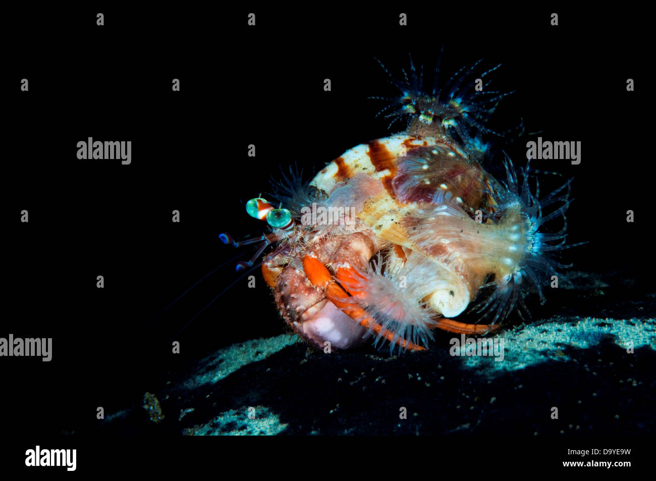 Hermit crab (Dardanus pedunculatus) with Sea anemones on shell, Lembeh ...