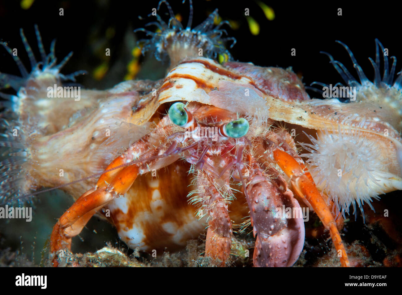 Close-up of a Hermit crab (Dardanus pedunculatus) with Sea anemones on ...