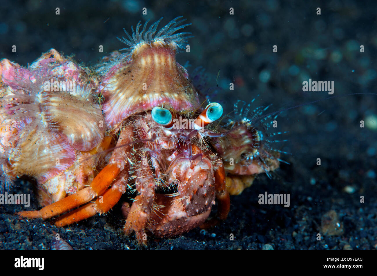 Close-up of a Hermit crab (Dardanus pedunculatus) with Sea anemones on shell, Lembeh Strait, Sulawesi, Indonesia Stock Photo