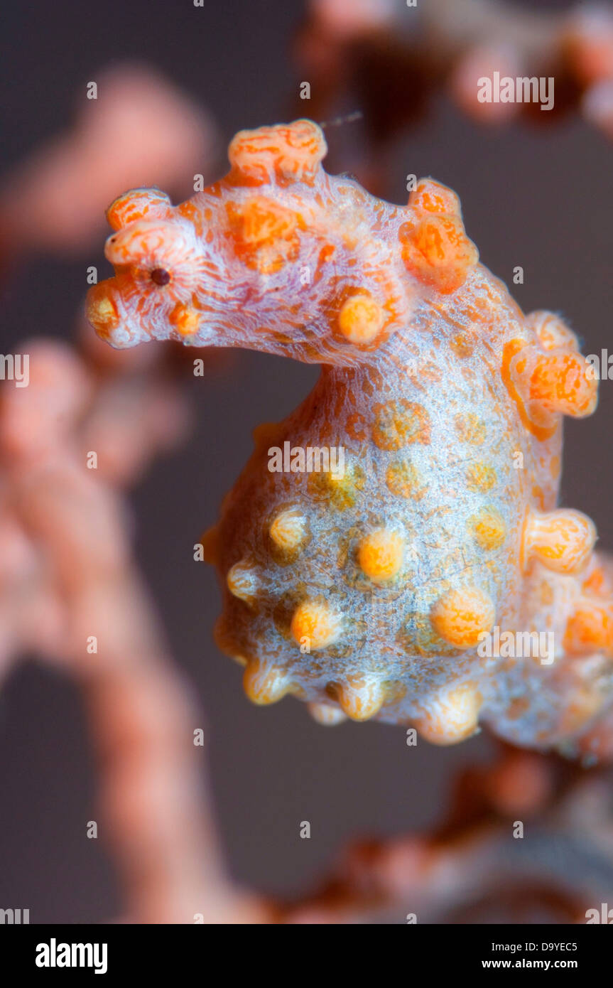 Close-up of a Pygmy seahorse (Hippocampus bargibanti) underwater, Lembeh Strait, Sulawesi, Indonesia Stock Photo