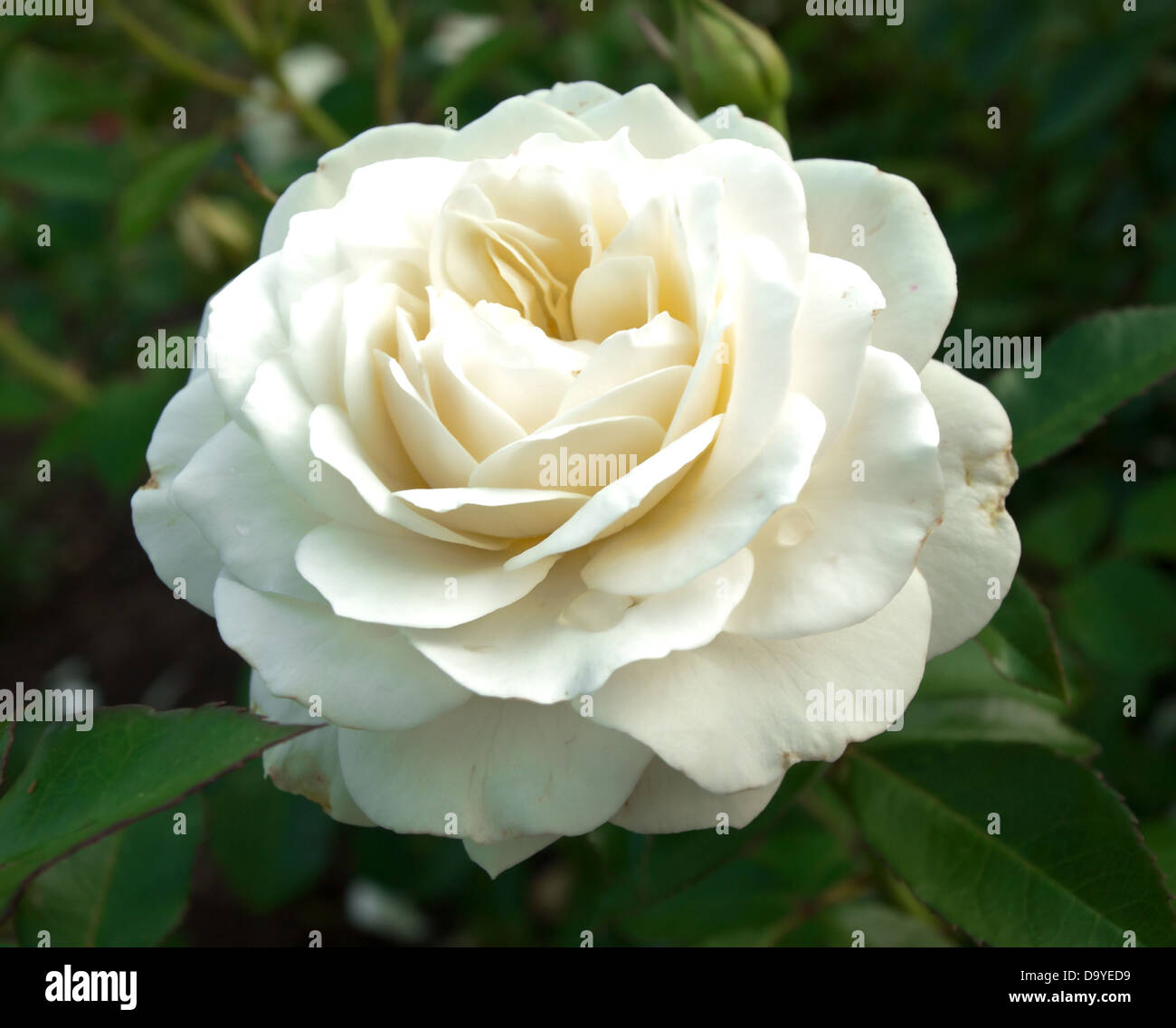 single white rose in garden Stock Photo - Alamy
