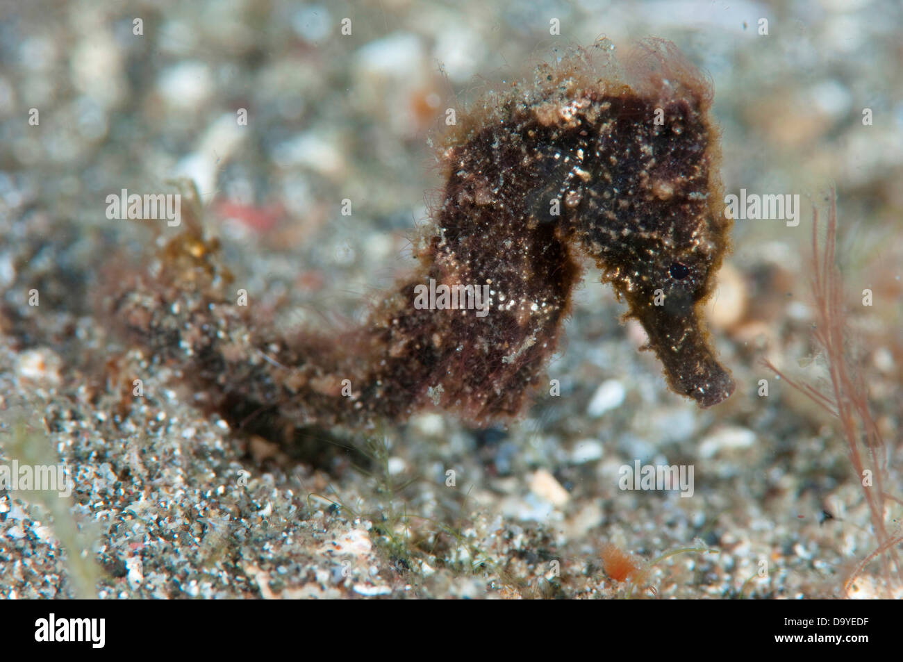 Juvenile Spotted seahorse (Hippocampus kuda) on sand bottom, Lembeh Strait, Sulawesi, Indonesia Stock Photo