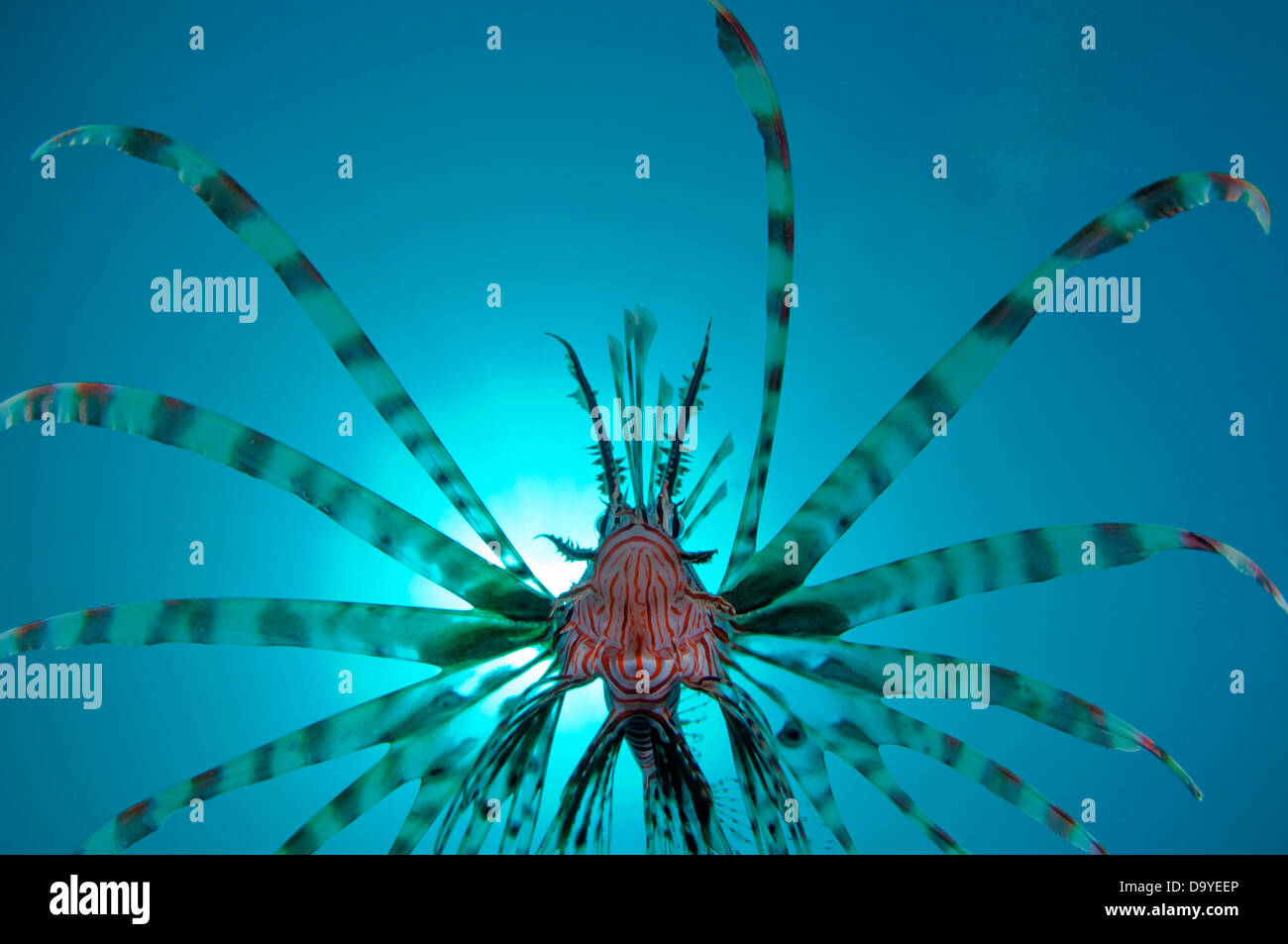 Common lionfish (Pterois volitans) swimming underwater, Lembeh Strait, Sulawesi, Indonesia Stock Photo