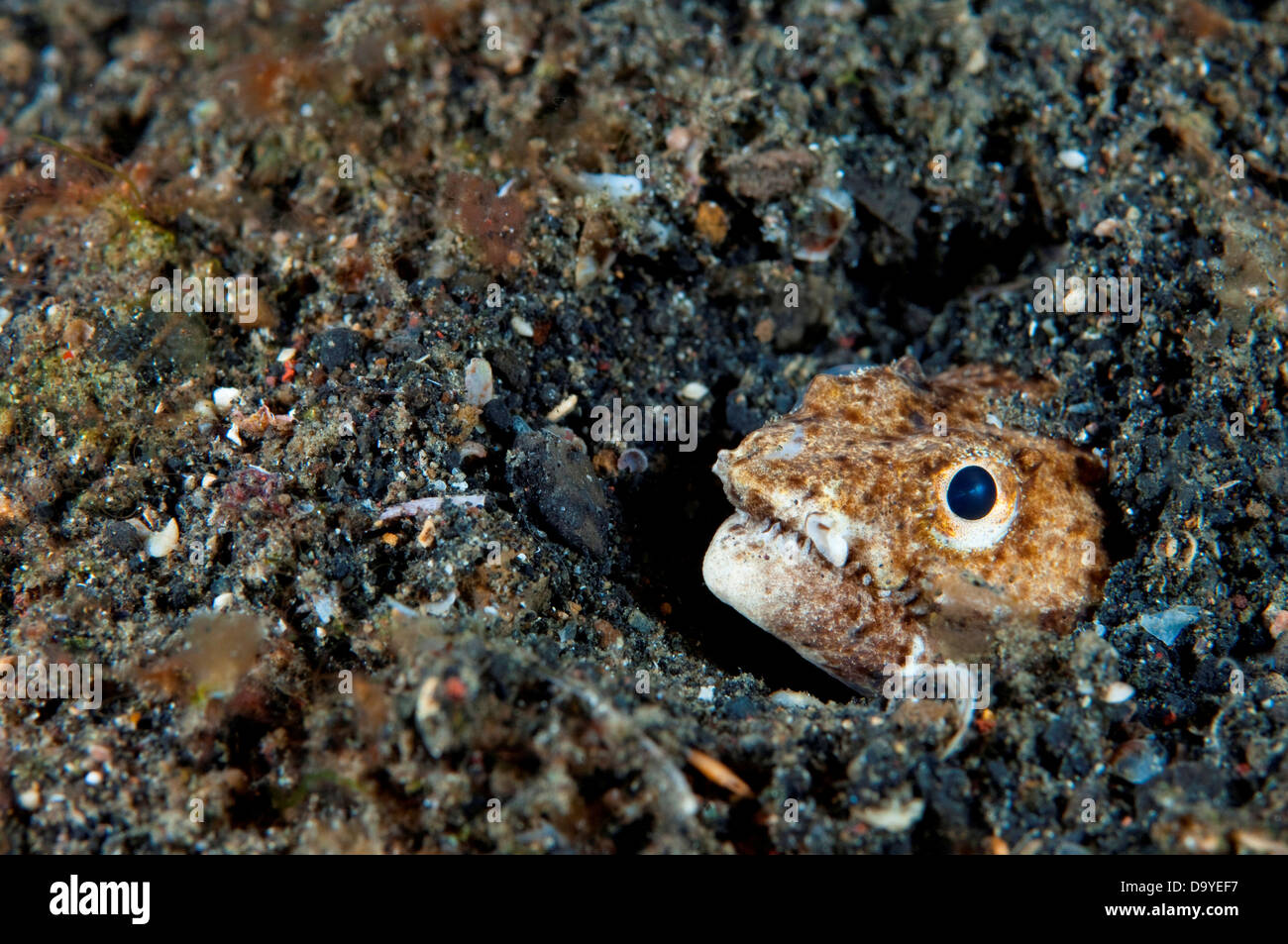 Crocodile Snake eel Brachysomophis crocodilinus Stock Photo - Alamy