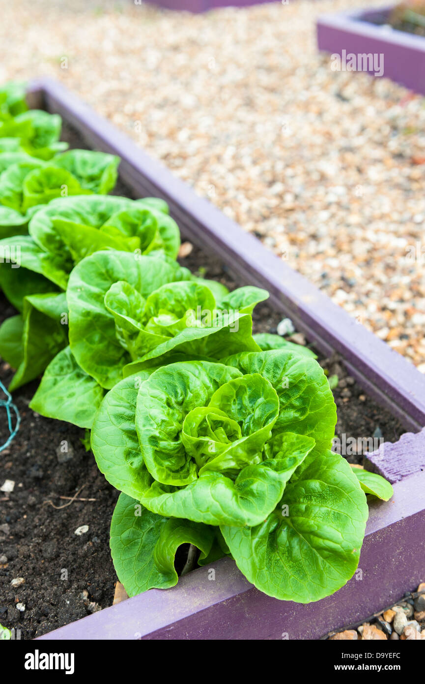 Lettuce plants, 'Little Gem', growing in brightly painted raised bed, Norfolk, England, June. Stock Photo