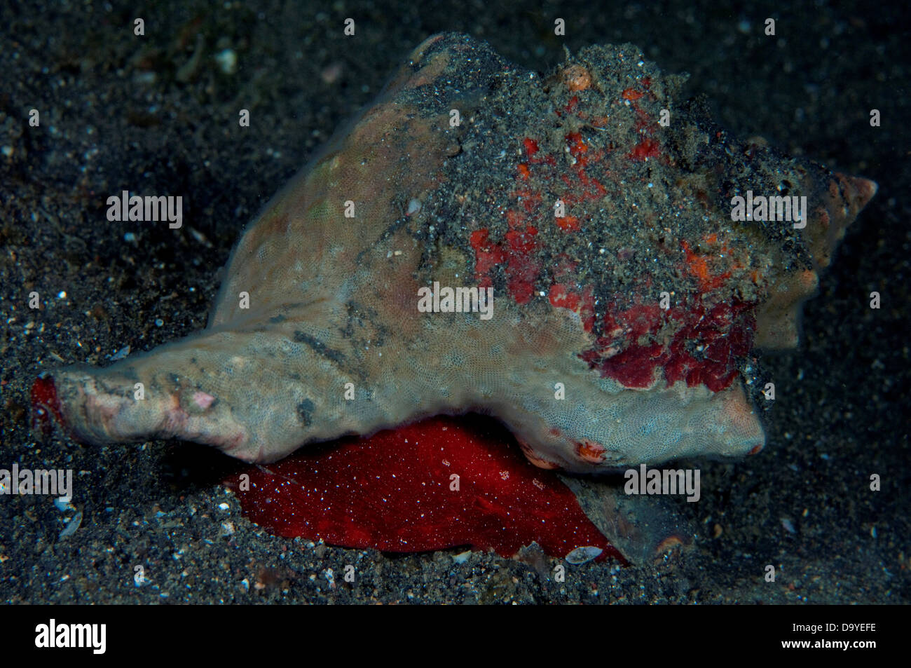 Trapezium Horse Conch (Pleuroploca trapezium) with red mantle protruding, Lembeh Strait, Sulawesi, Indonesia Stock Photo