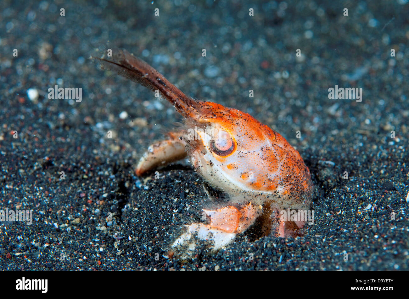 Mole Crab Emerita Pacifica Burrowing In Sand Sequence Lembeh Strait Sulawesi Indonesia Stock Photo Alamy