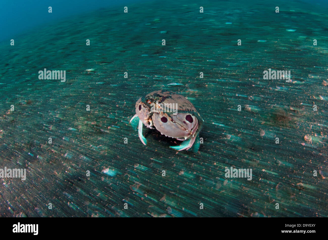 Box Crab, Calappa philargius, Running across sand with motion blur background, Lembeh Strait, Sulawesi, Indonesia Stock Photo