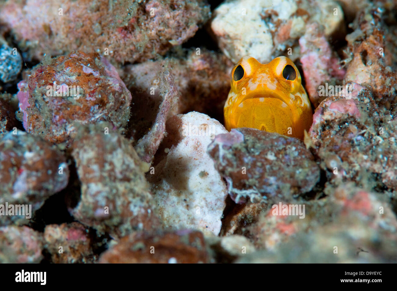 Solor Jawfish, Opistognathus solorensis, Only head poking out of rubble, Lembeh Strait, Sulawesi, Indonesia Stock Photo