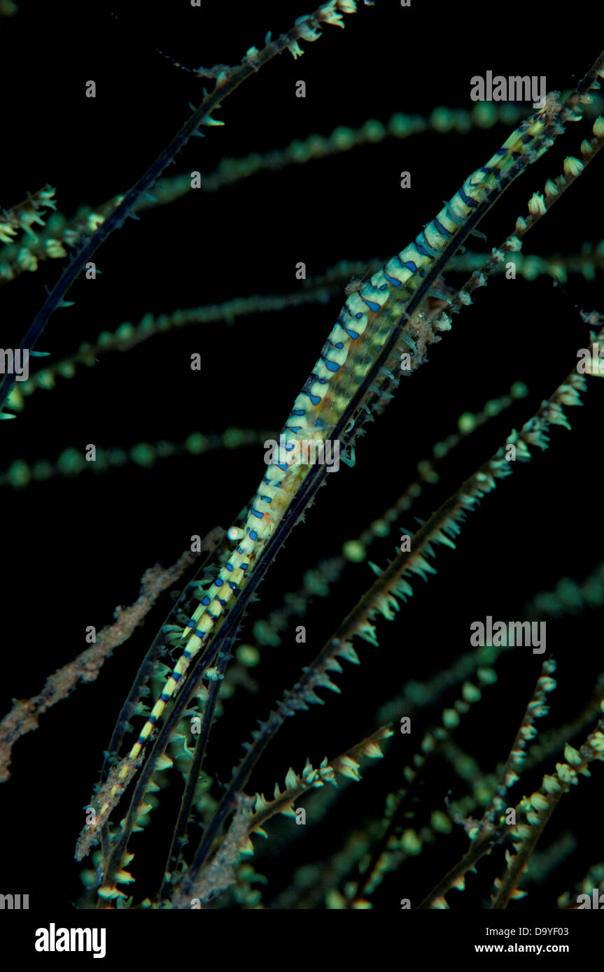 Saw Blade Shrimp, Tozeuma armatum, Disguised on green whip coral, Lembeh Strait, Sulawesi, Indonesia Stock Photo