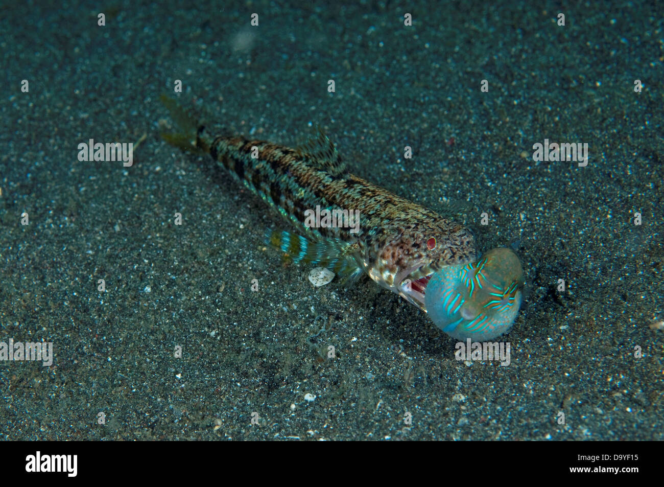 Variegated Lizardfish, Synodus variegatus, On sand with captured Toby, Lembeh Strait, Sulawesi, Indonesia Stock Photo