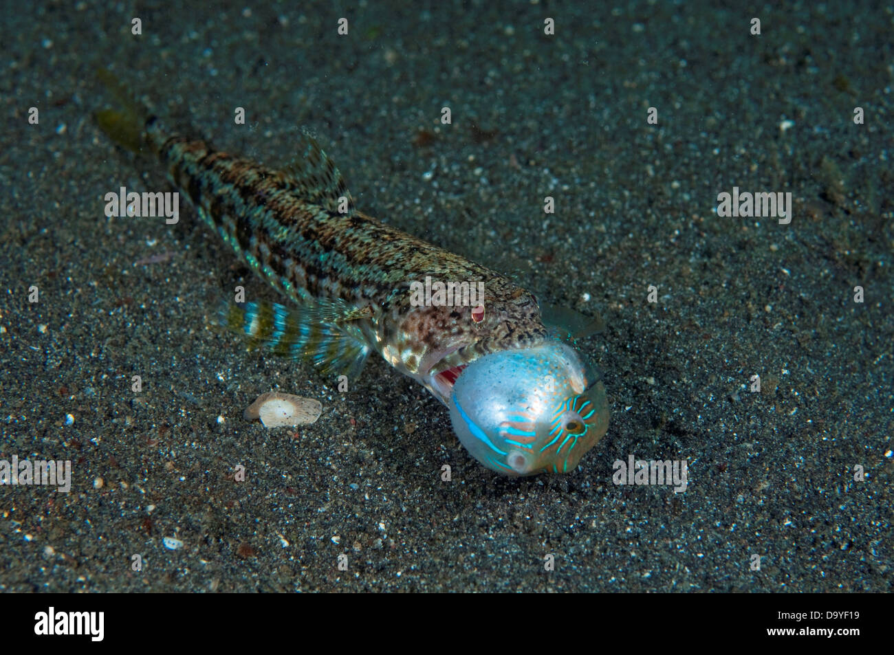 Variegated Lizardfish, Synodus variegatus, On sand with captured Toby, Lembeh Strait, Sulawesi, Indonesia Stock Photo